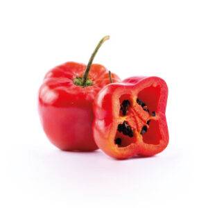 Rocoto